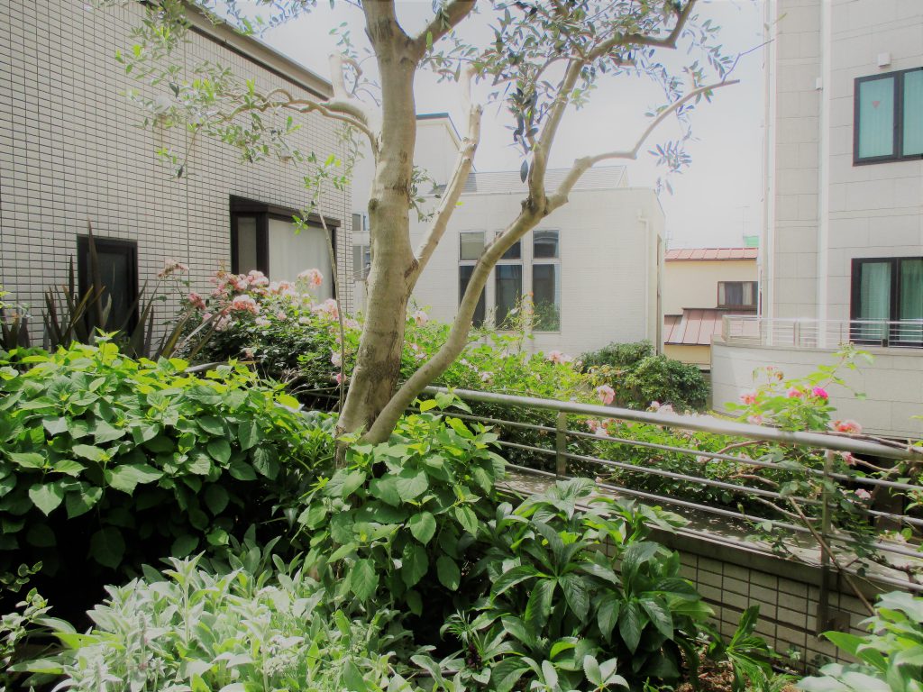 初夏のガーデン 医療法人 慈桜会 瀬戸病院