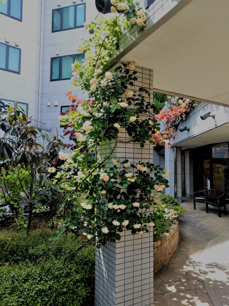 初夏のガーデン 医療法人 慈桜会 瀬戸病院